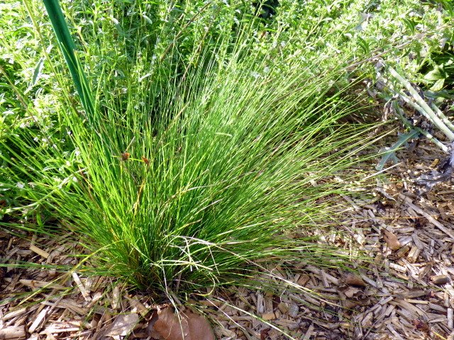 Festuca amethystina